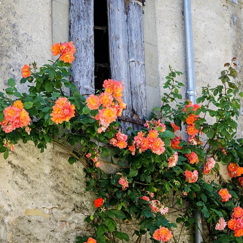 roses-a-camon-ariege-pyrenees camon-plus-beau-village-france